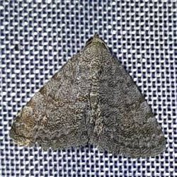 Metachrostis velox Metachrostis velox